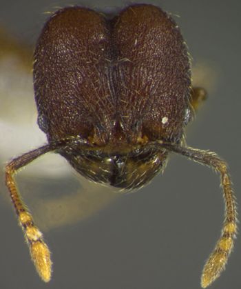 Media type: image;   Entomology 34163 Aspect: head frontal view